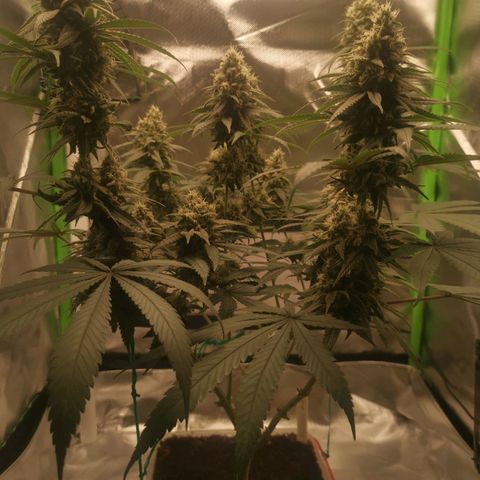 Unbekannte #1  growlog timeline photo