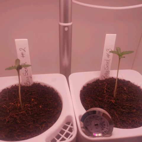 Unbekannte #2 & #3 growlog timeline photo