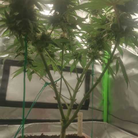 Unbekannte #1  growlog timeline photo