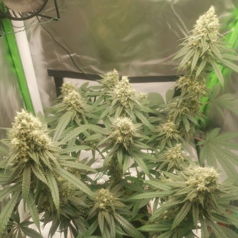 Unbekannte #1  growlog timeline photo
