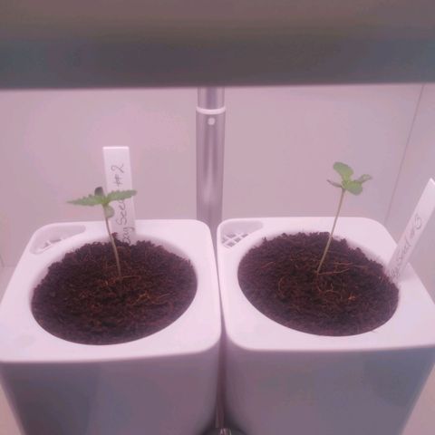 Unbekannte #2 & #3 growlog timeline photo