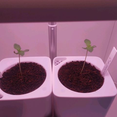 Unbekannte #2 & #3 growlog timeline photo