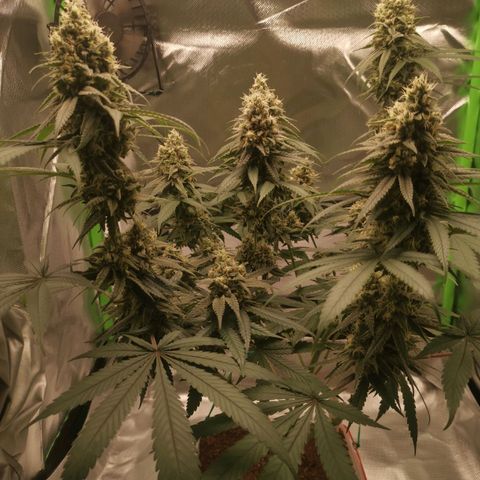 Unbekannte #1  growlog timeline photo
