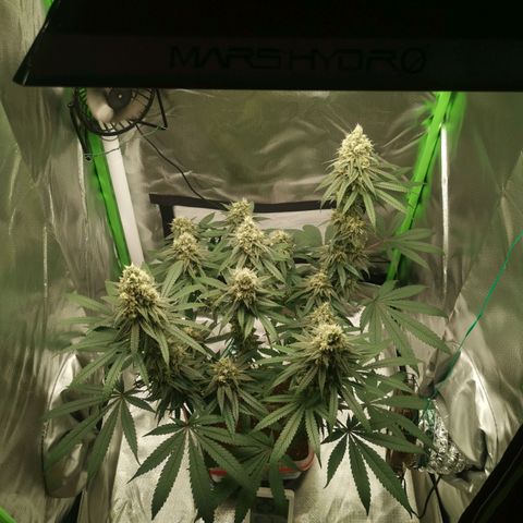 Unbekannte #1  growlog timeline photo