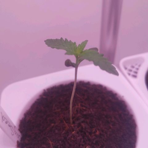Unbekannte #2 & #3 growlog timeline photo