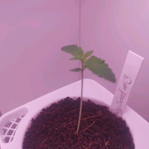 Unbekannte #2 & #3 growlog timeline photo