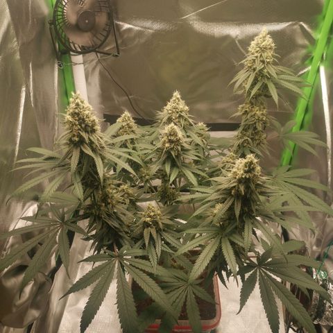 Unbekannte #1  growlog timeline photo