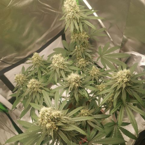 Unbekannte #1  growlog timeline photo