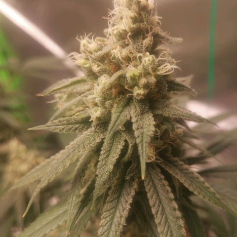 Unbekannte #1  growlog timeline photo