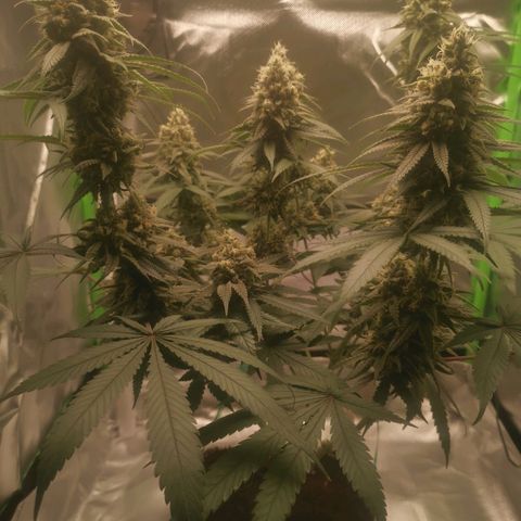 Unbekannte #1  growlog timeline photo