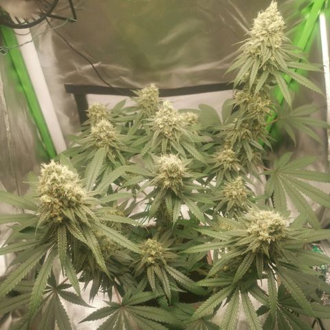 Unbekannte #1  growlog timeline photo