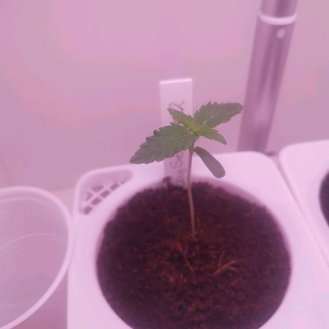 Unbekannte #2 & #3 growlog timeline photo
