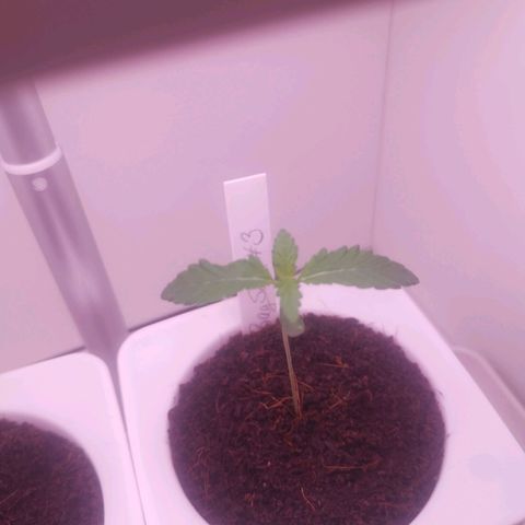 Unbekannte #2 & #3 growlog timeline photo