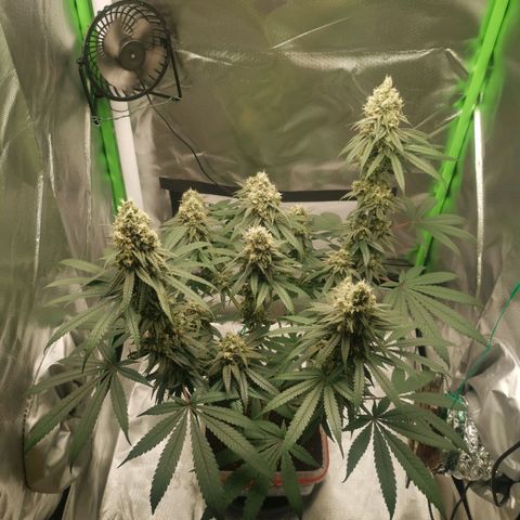 Unbekannte #1  growlog timeline photo