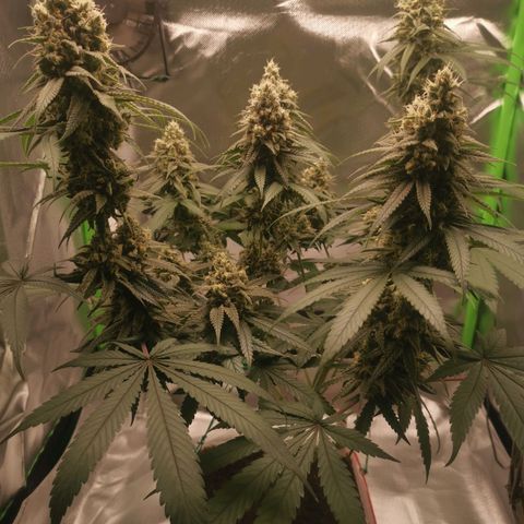 Unbekannte #1  growlog timeline photo