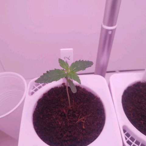 Unbekannte #2 & #3 growlog timeline photo