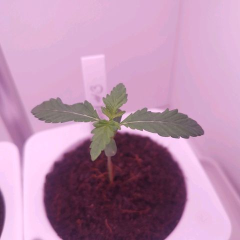 Unbekannte #2 & #3 growlog timeline photo