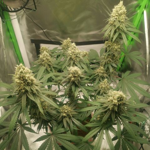 Unbekannte #1  growlog timeline photo