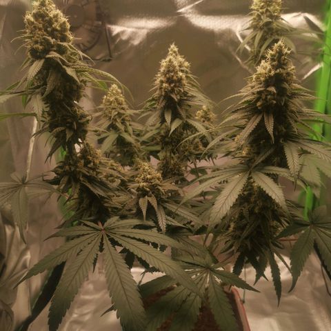 Unbekannte #1  growlog timeline photo