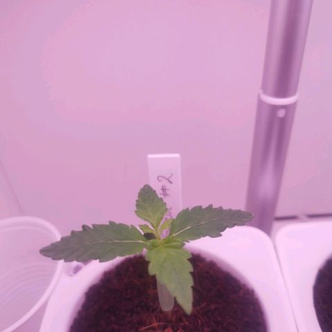 Unbekannte #2 & #3 growlog timeline photo