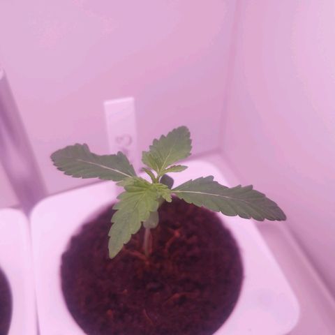 Unbekannte #2 & #3 growlog timeline photo