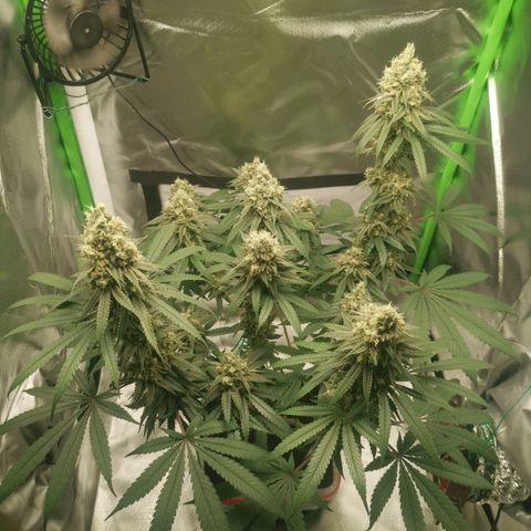 Unbekannte #1  growlog timeline photo