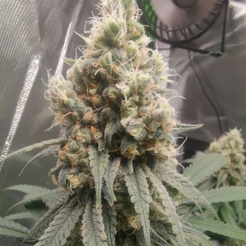 Unbekannte #1  growlog timeline photo