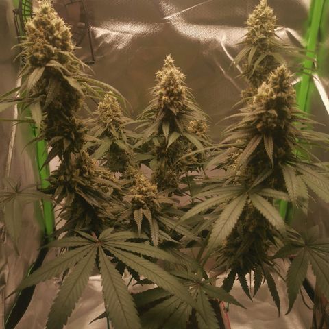 Unbekannte #1  growlog timeline photo