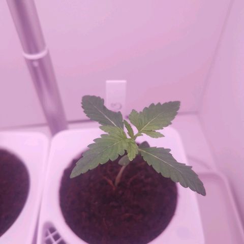 Unbekannte #2 & #3 growlog timeline photo