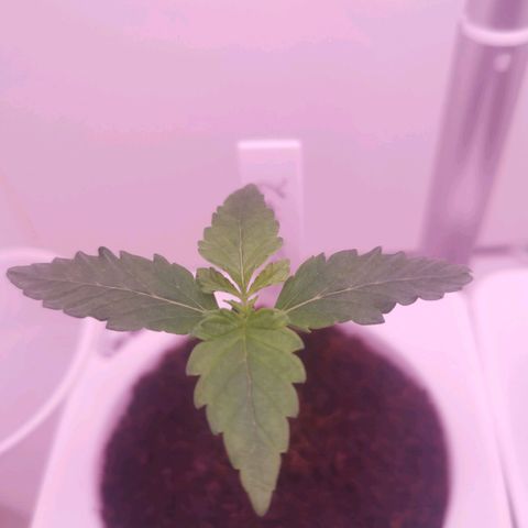 Unbekannte #2 & #3 growlog timeline photo
