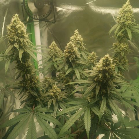 Unbekannte #1  growlog timeline photo