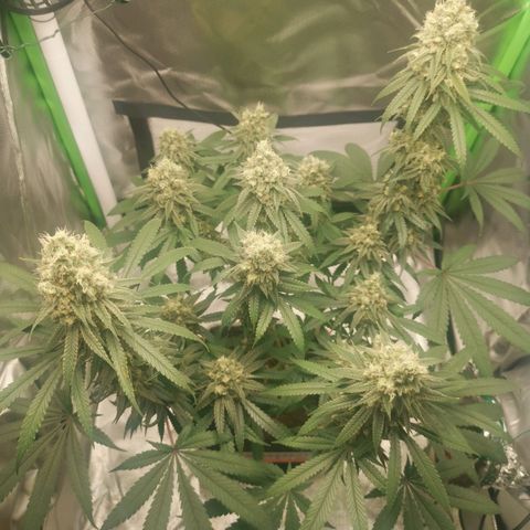 Unbekannte #1  growlog timeline photo