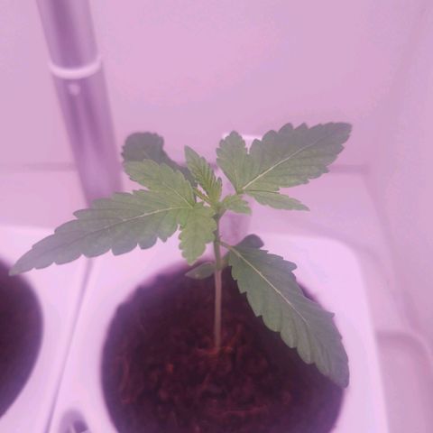 Unbekannte #2 & #3 growlog timeline photo