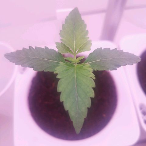 Unbekannte #2 & #3 growlog timeline photo