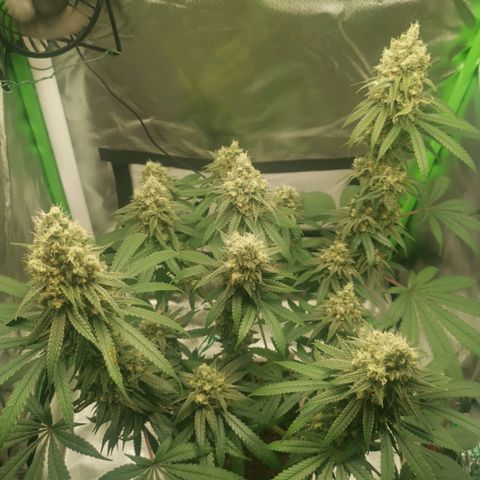Unbekannte #1  growlog timeline photo