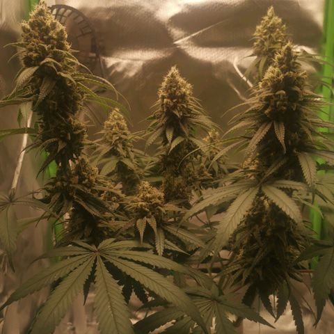Unbekannte #1  growlog timeline photo