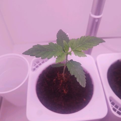 Unbekannte #2 & #3 growlog timeline photo