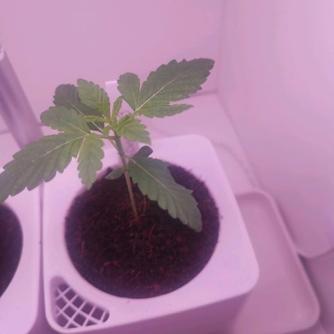 Unbekannte #2 & #3 growlog timeline photo