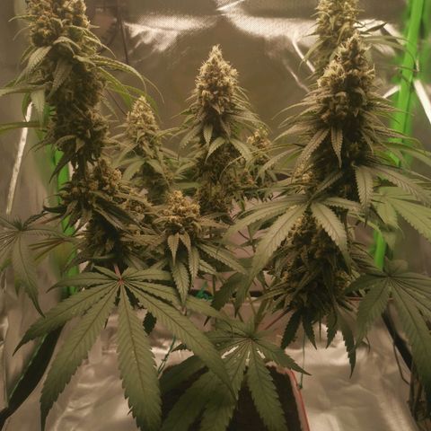Unbekannte #1  growlog timeline photo