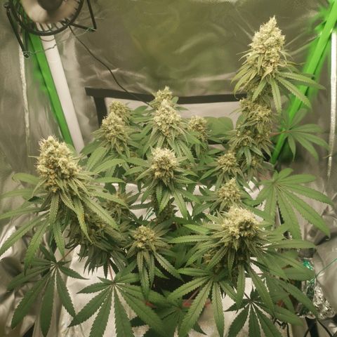 Unbekannte #1  growlog timeline photo