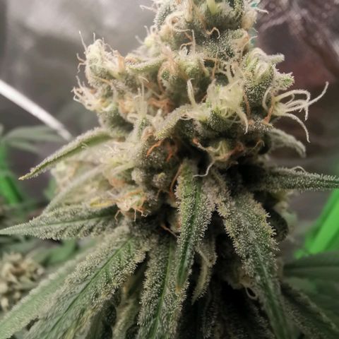 Unbekannte #1  growlog timeline photo