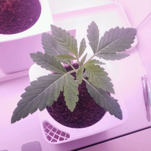 Unbekannte #2 & #3 growlog timeline photo
