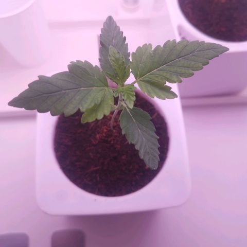 Unbekannte #2 & #3 growlog timeline photo