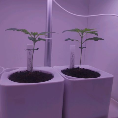 Unbekannte #2 & #3 growlog timeline photo