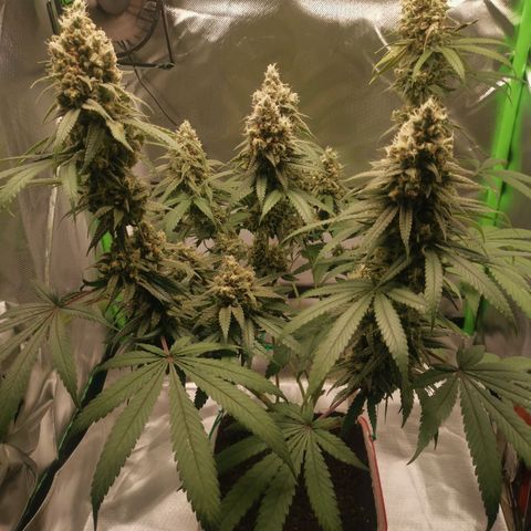 Unbekannte #1  growlog timeline photo