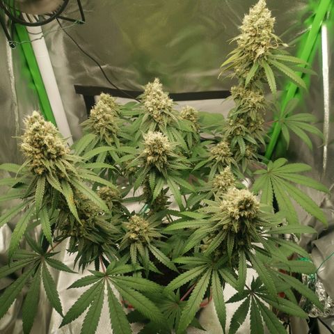 Unbekannte #1  growlog timeline photo