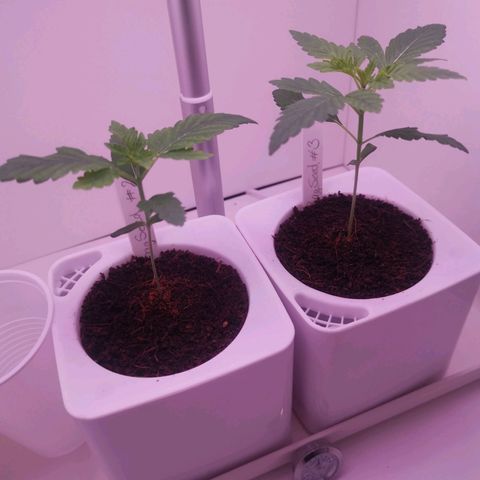 Unbekannte #2 & #3 growlog timeline photo