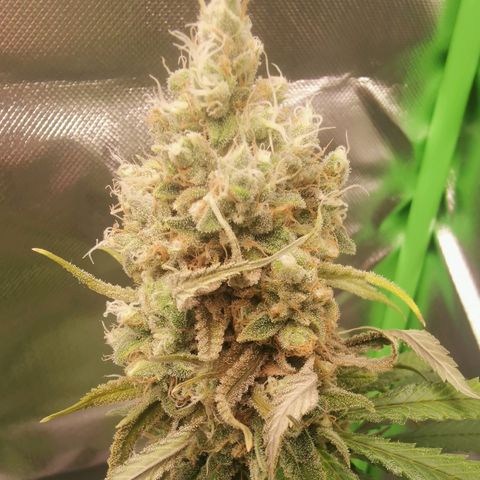 Unbekannte #1  growlog timeline photo