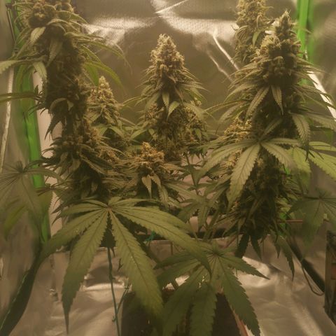 Unbekannte #1  growlog timeline photo