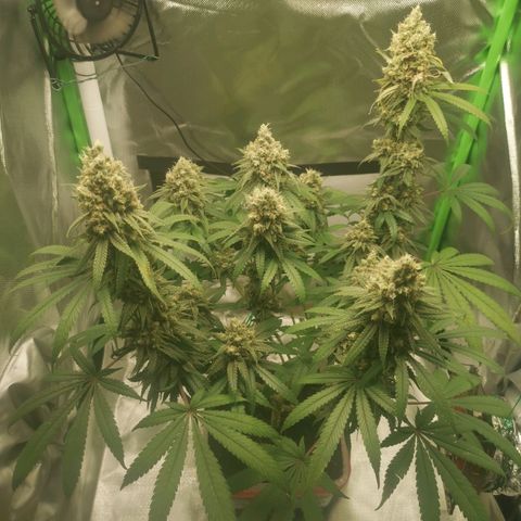 Unbekannte #1  growlog timeline photo